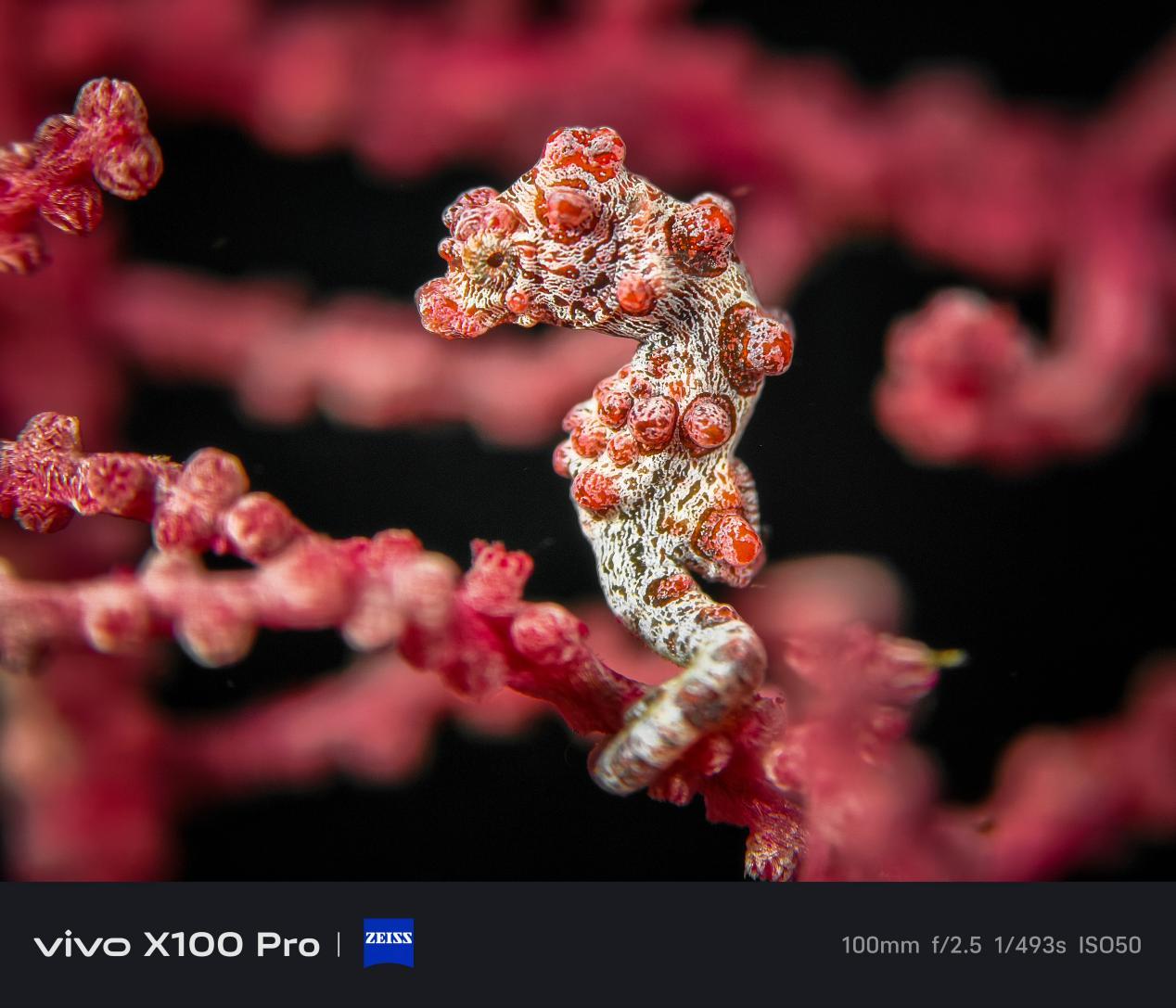 vivo吴正杰豆丁海马13286374578